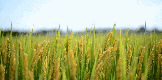 4.gif